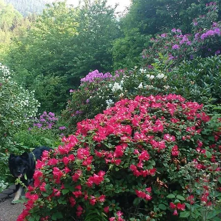 Und Panorama Am Highwalk Wildgehege Wanderwege Und Ruhe *