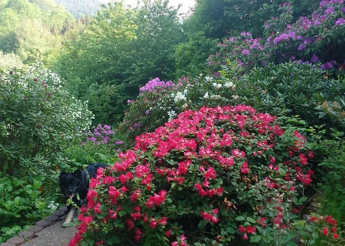 Und Panorama Am Highwalk Wildgehege Wanderwege Und Ruhe *